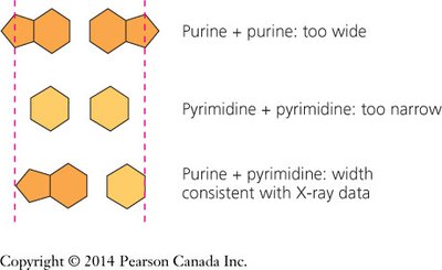 Purine-pyrimidine base pairing width consistency