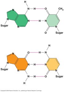 Hydrogen bonding between base pairs
