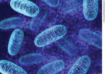 Mitochondria, the site of aerobic respiration