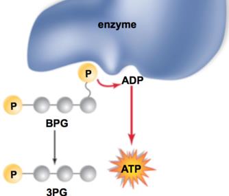Substrate-level phosphorylation in glycolysis