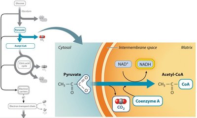 Pyruvate oxidation and entry into the citric acid cycle