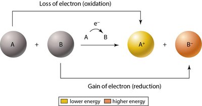 Diagram of oxidation and reduction reactions