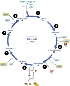 Citric acid cycle with main products and steps
