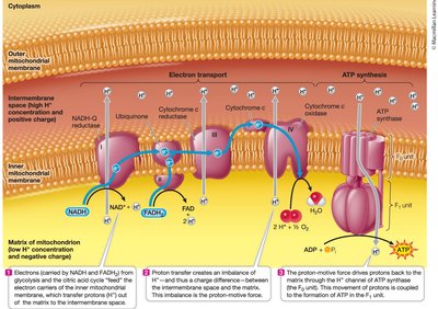 ATP synthase and chemiosmotic ATP production