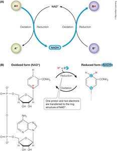 NAD+/NADH as electron carriers in redox reactions