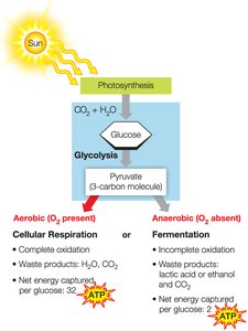 Comparison of aerobic respiration and fermentation