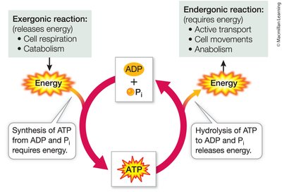 ATP cycle and allosteric regulation