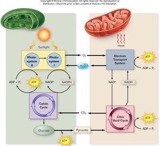 Comparison of photosynthesis and respiration