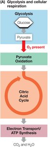 Overview of glycolysis, pyruvate oxidation, citric acid cycle, and electron transport chain