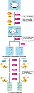 Diagram of glycolytic pathway with ATP and NADH production