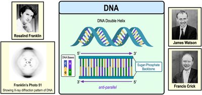 Diagram of DNA double helix, X-ray diffraction, and scientists involved