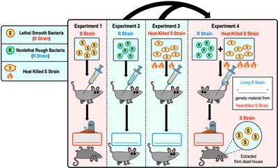 Diagram of Griffith's experiment showing transformation of R strain to S strain in mice