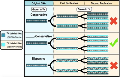 Diagram comparing DNA replication models