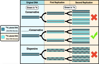 Table of bacterial DNA replication proteins and their functions