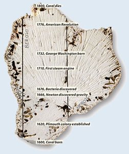 Coral cross-section with historical timeline