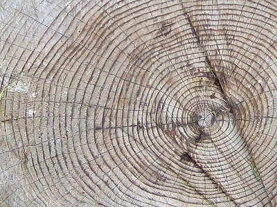 Tree rings as a proxy for climate reconstruction