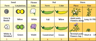 White flower trait
