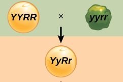 Dihybrid cross Punnett square and phenotypic ratio