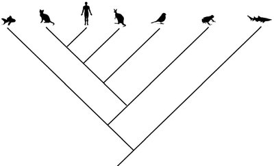 Simple cladogram showing evolutionary relationships among vertebrates