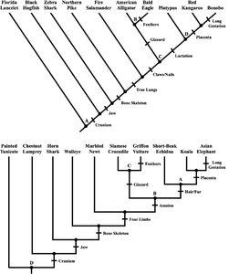 Detailed bracketed phylogenetic tree with vertebrate examples and key traits