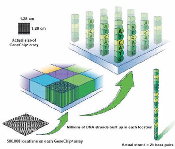 Diagram of GeneChip array showing DNA probe locations and hybridization