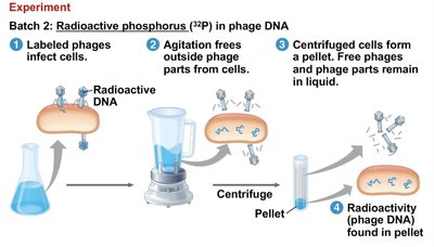 Hershey-Chase experiment with radioactive phosphorus