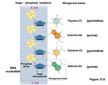 DNA nucleotide structure