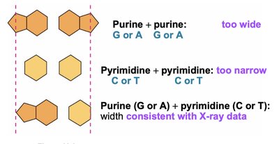 Purine-pyrimidine pairing and DNA width