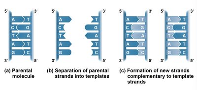Semiconservative DNA replication