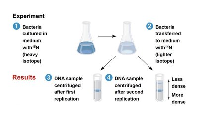 Circular DNA replication bubble