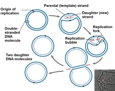 Linear DNA replication bubble