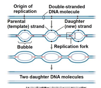 DNA replication fork with enzymes