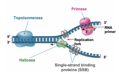 DNA polymerase catalyzed reaction