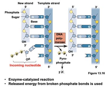 Overview of leading and lagging strand synthesis