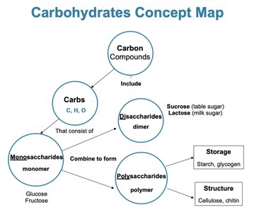 Carbohydrates concept map