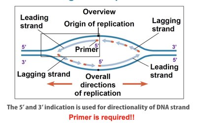 Continuous elongation of leading strand