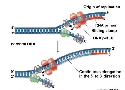 Okazaki fragment synthesis on lagging strand