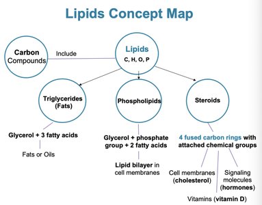 Lipids concept map