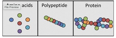 Amino acids, polypeptide, and protein structure