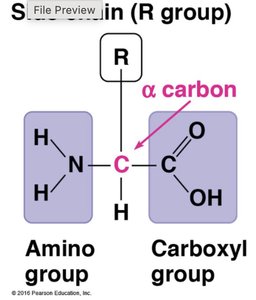 Structure of an amino acid