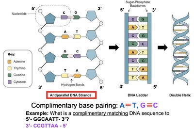 Antiparallel DNA strands and base pairing