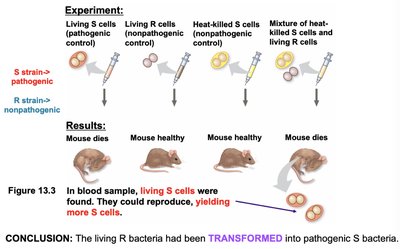 Griffith's transformation experiment