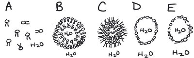 Phospholipid arrangements in water