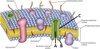 Phospholipid bilayer with channel protein
