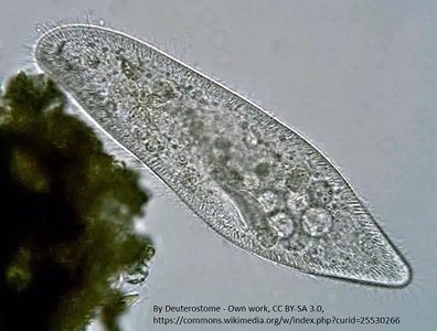Paramecium caudatum