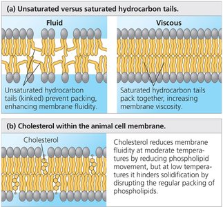 Factors that affect membrane fluidity