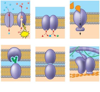 Six major functions of membrane proteins