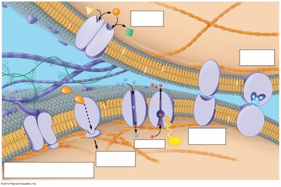 Diagram of plasma membrane components
