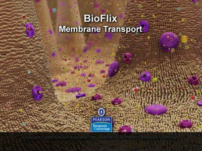 Passive transport is diffusion across a membrane with no energy investment