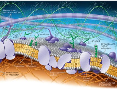 Current Model of an Animal Cell’s Plasma Membrane (Cutaway View)